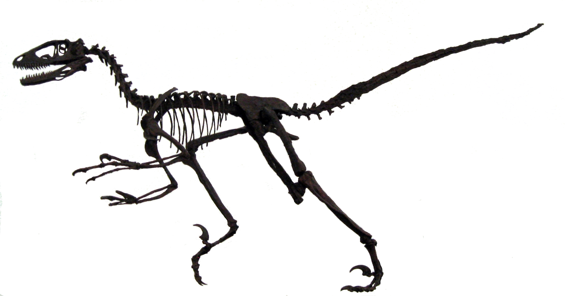 Deinonychus model